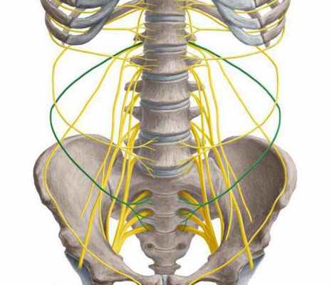 Крестцовое сплетение: строение, функции, анатомия