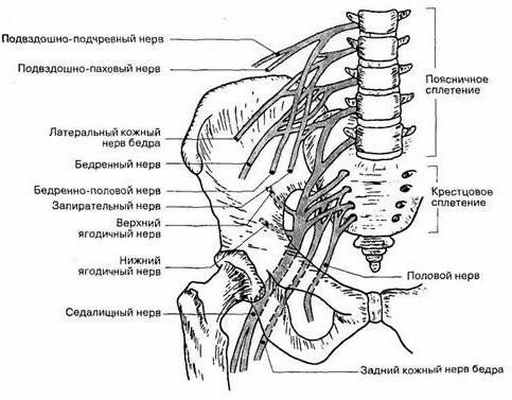 Нервы поясничного сплетения