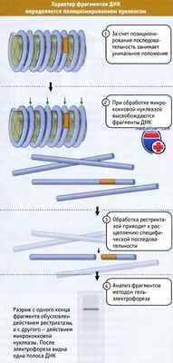 Позиционирование нуклеосом на ДНК