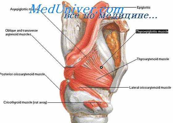 преддверие гортани