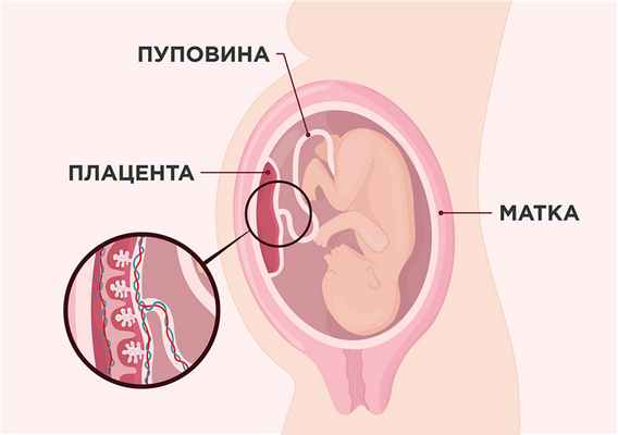 Плацента, матка и плод.