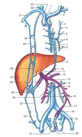 Анастомозы между воротной, верхней и нижней полыми венами (схема)