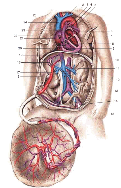 Кровеносные сосуды плода