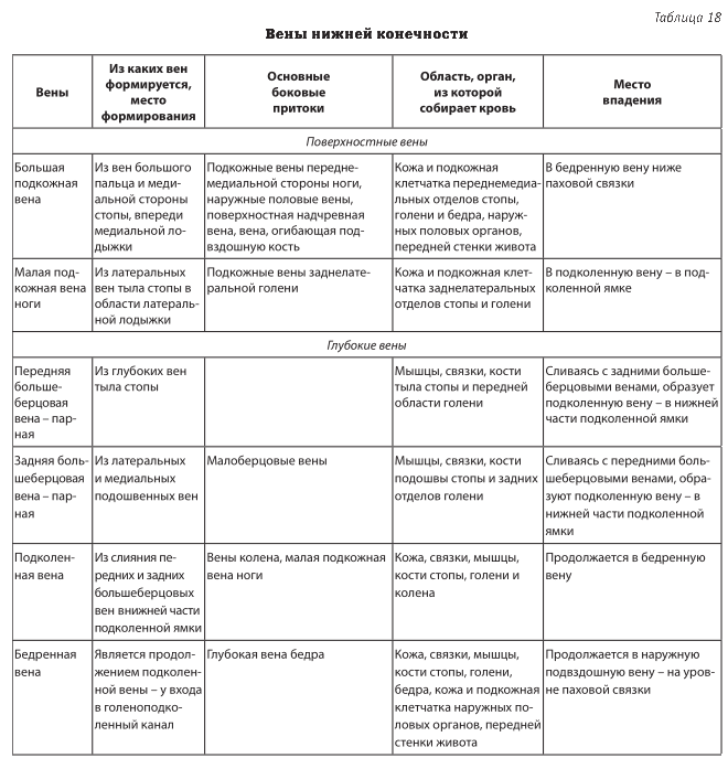 вены нижней конечности