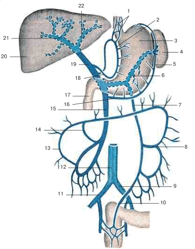 Схема воротной вены и ее притоков, вид спереди