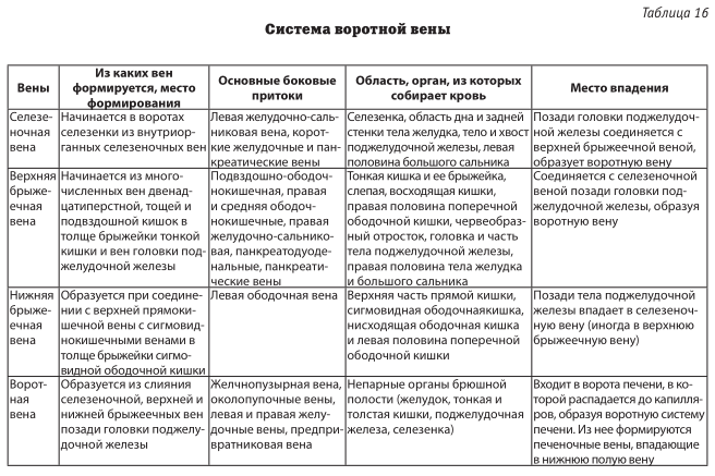 система воротной вены