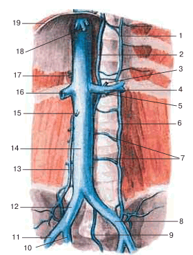 Нижняя полая вена и ее притоки, вид спереди. Внутренние органы и диафрагма удалены