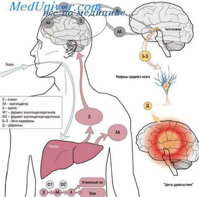 полая вена плода