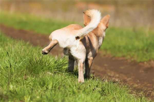 Приучение собаки к туалету: как достичь нужного результата?