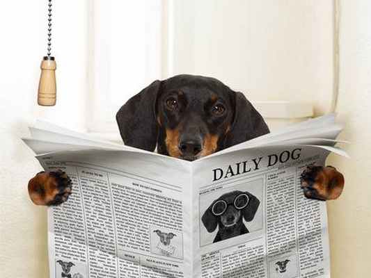 Приучение собаки к туалету: как достичь нужного результата?