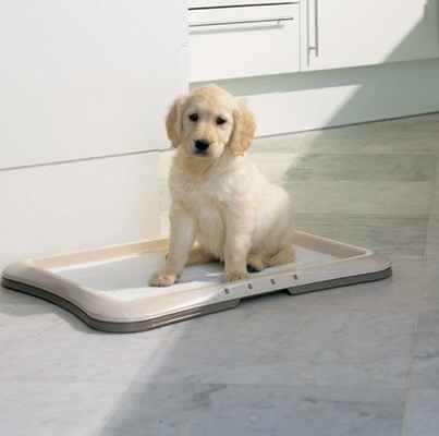 Приучение собаки к туалету: как достичь нужного результата?