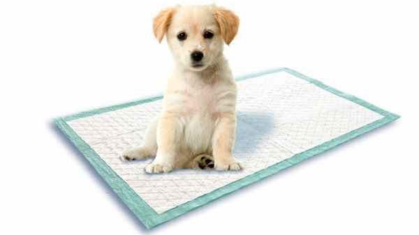 Приучение собаки к туалету: как достичь нужного результата?