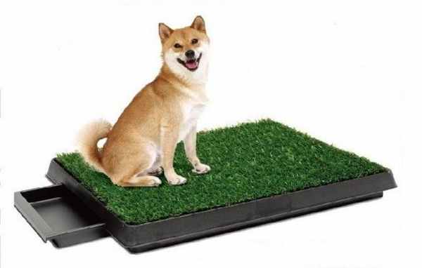 Приучение собаки к туалету: как достичь нужного результата?