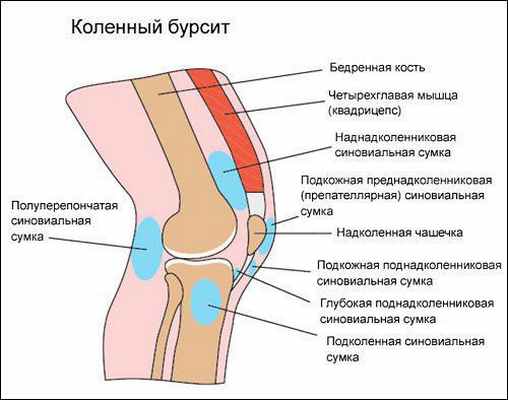Бурсы колена