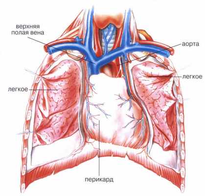 схема перикарда