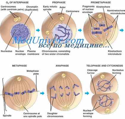 деление клетки - митоз