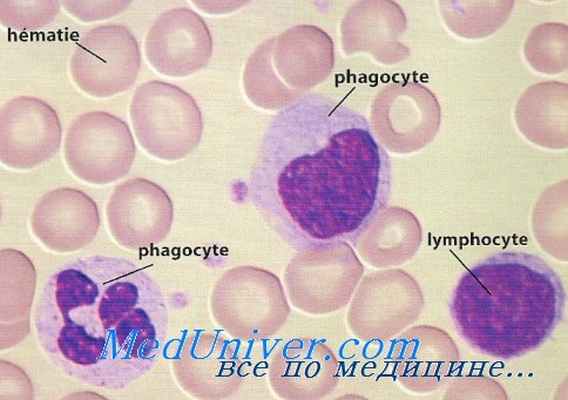 мононуклеарные лейкоциты