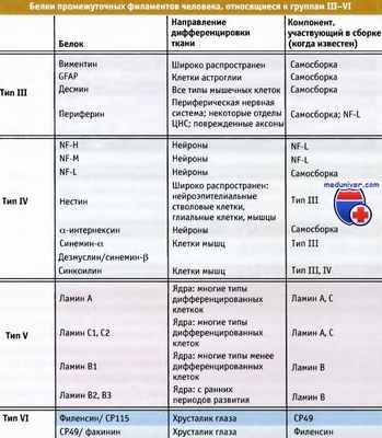 Белки промежуточных филаментов III-VI типов