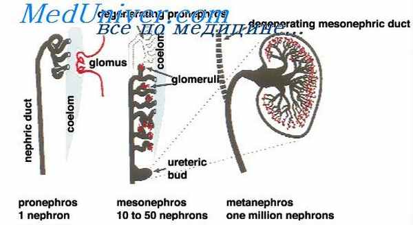 мезонефроз плода