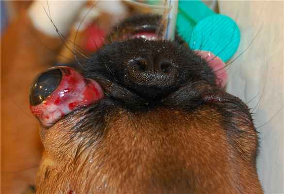 Рисунок 1. Выпадение глазного яблока 