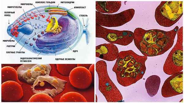 Малярийный плазмодий