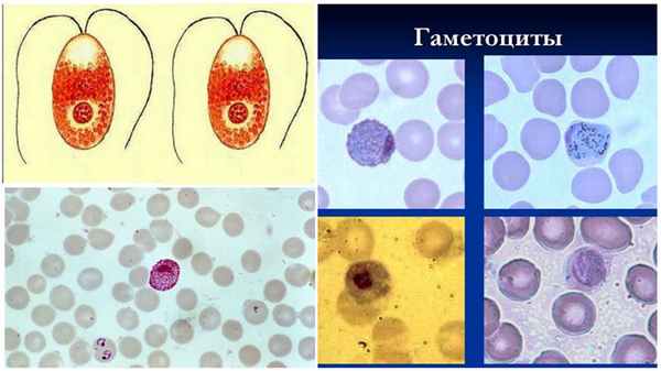 Формирование гаметоцитов