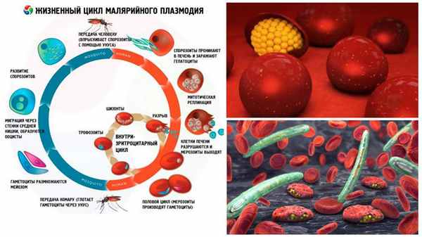 Жизненный цикл малярийного плазмодия