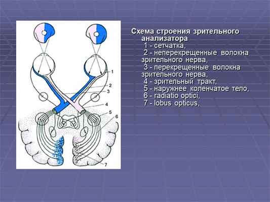 Схема строения зрительного анализатора 1 - сетчатка, 2 - неперекрещенные. 