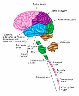 Центральная нервная система