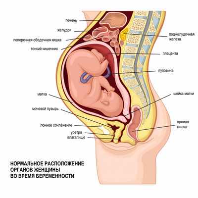Расположение органов.jpg