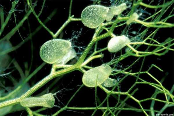 Ловушки пузырчатки