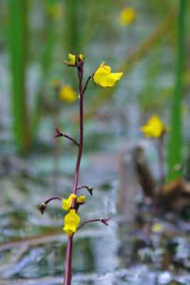 Пузырчатка