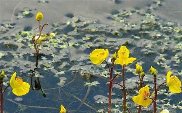 Пузырчатка