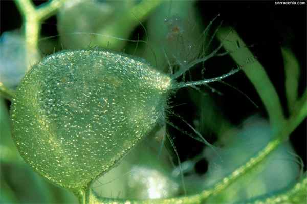 Ловушка крупным планом