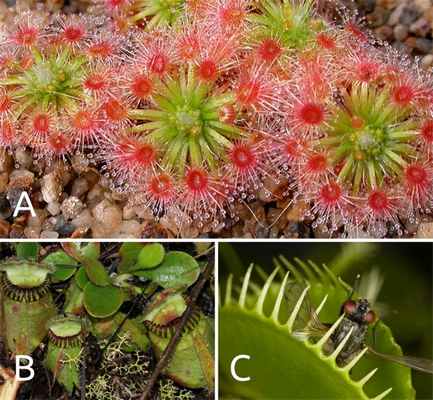 Росянка, цефалот, венерина мухоловка