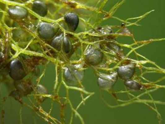 Пузырчатка 