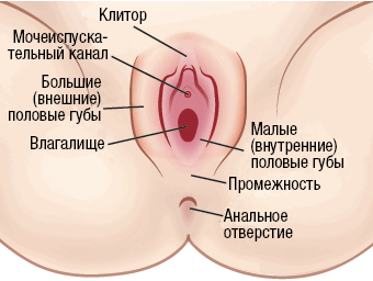 Рисунок 1. Вульва