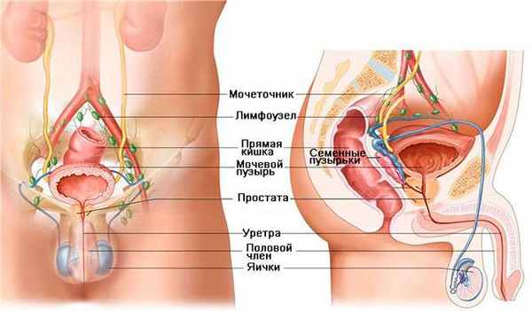 Анатомия мужской половой системы