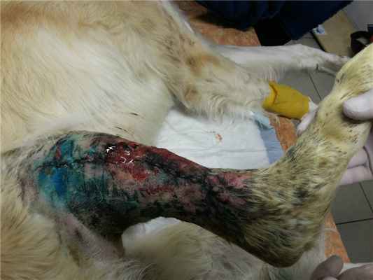 местная хирургическая инфекция после остеосинтеза