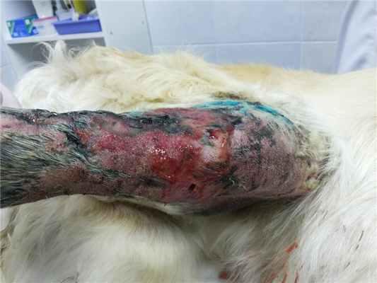 свищи после остеосинтеза