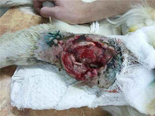 гнойно-воспалительный процесс на месте установки пластины