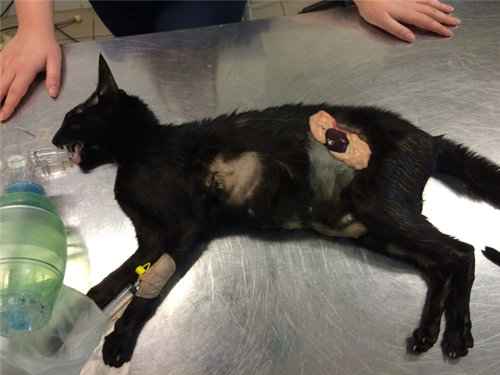 местная хирургическая инфекция и свищ после стерилизации кошки