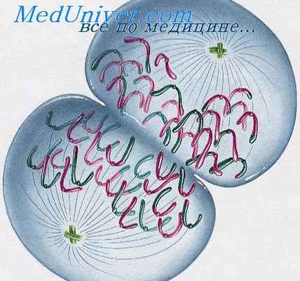 сперматогенез