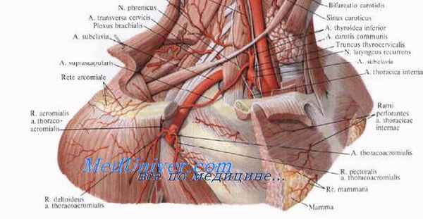 паралич диафрагмы
