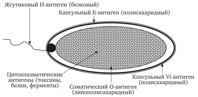 Антигенная структура бактериальной клетки