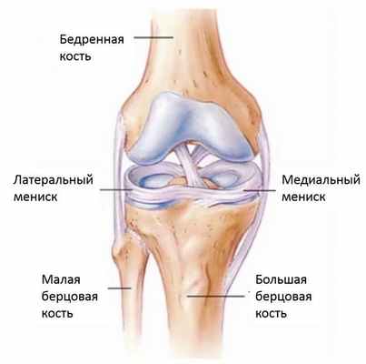 Разрыв мениска - Сеть клиник АО Семейный доктор (Москва) - Фото 1