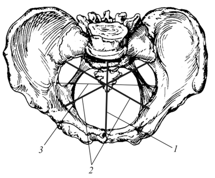 Размеры плоскости входа в малый таз