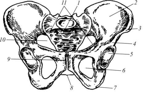 Женский таз