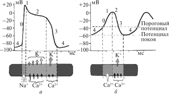 Фазы потенциала действия клеток с «быстрым» [а) и «медленным» (б) ответом (цит. по Г.Е. Ротенбергу, А.В. Струтынскому, 2003)