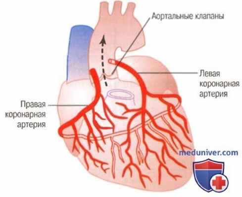 Кровоток в скелетных мышцах. Регуляция кровотока в мышцах
